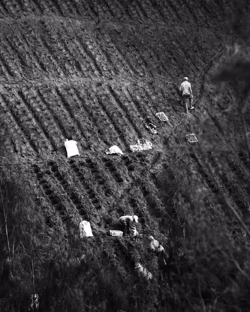 Item #97299197670576688169135242576959850036431919373710156993917717276400744923137 Media