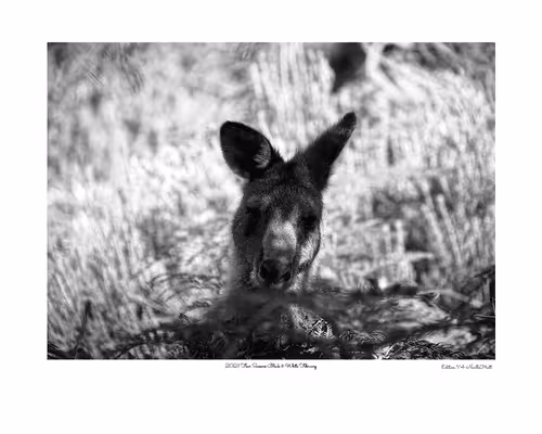 Item #24600310660482288606297797528155087939323639147399647196853483679823190556673 Media