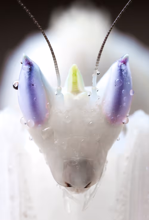 Item #11893448461842202167923125391346137616384292588036434545660885497972657225729 Media