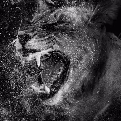 Wild Waterfall Series