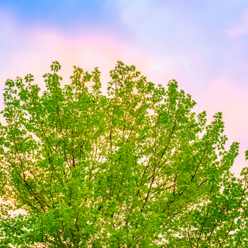 Item #35965218379738729691291467168286792303482134167127854404987491551501017415681 Media