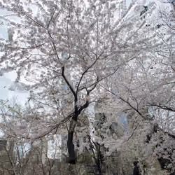 Vertical Cherry Blossoms in Central Park