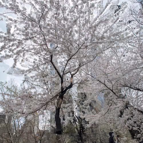 Vertical Cherry Blossoms in Central Park