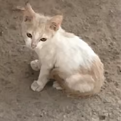 All Alone Beyond Rare