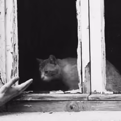 tabby#02