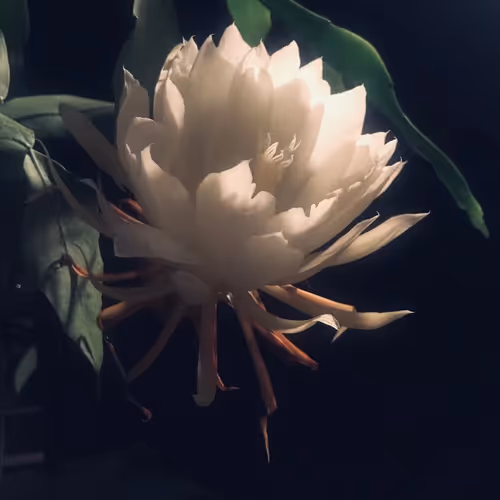 Beautiful Lotus