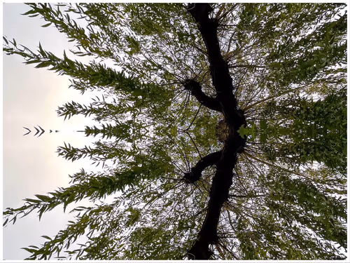 Item #39842122399831876294969041227459341578040195517803177153867578420927087509505 Media