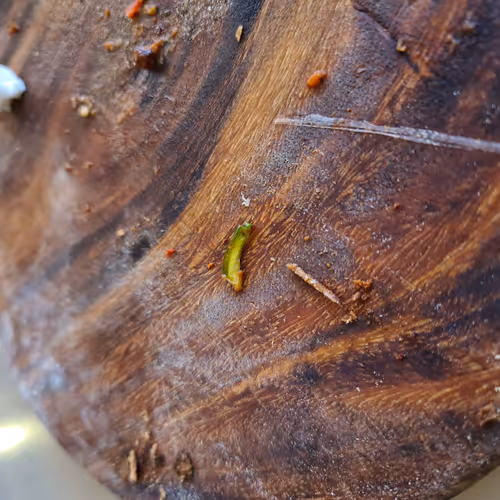 Untitled Collection #49580220