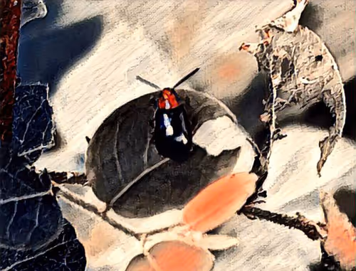 Item #81269833061274051173789884418282317830923519221172308843662164510957887291393 Media