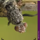 77183266257059158722330087826984853452031637106264684158456640903491784540161