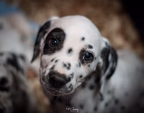 Item #87414682025478558117569594122165349452112546161934233951383420714957408305153 Media