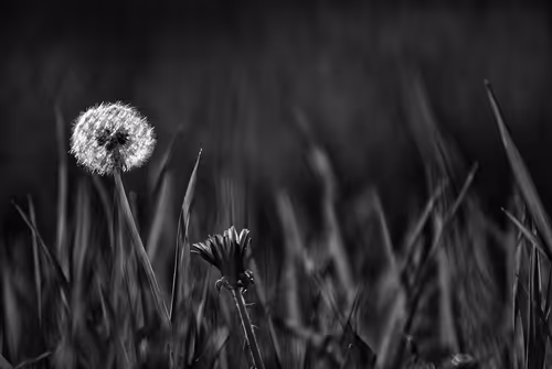 Item #44024487065254451978341284796523308956461514990321328857199441186006740500481 Media