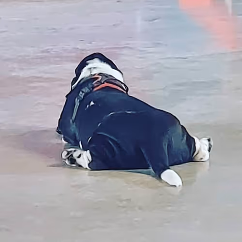 Item #39540864577667399256192616078450246771171412109449139938525305546247331905537 Media