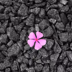 Growth