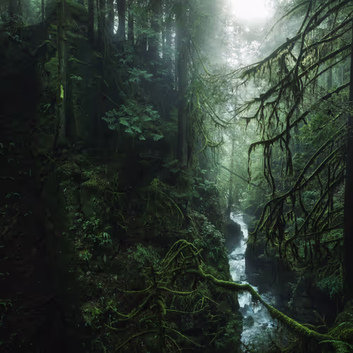 #3 - Verdant Solace