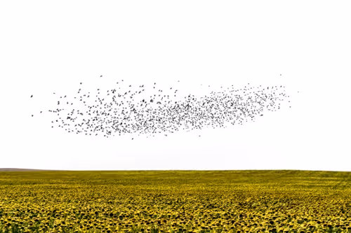 Item #82086394152813496729852745644400301310809698688948886085589871392233567027201 Media