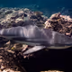 Blacktip Reef Shark