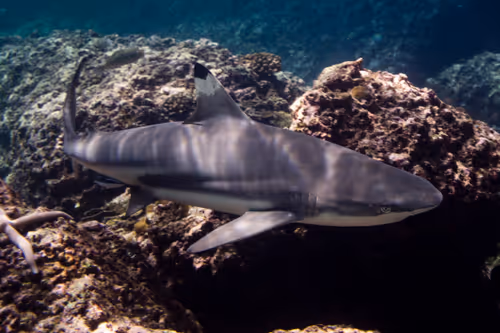 Item #109490832129019688530510015622516671857324775840030093758317008309601513242625 Media