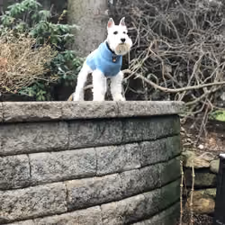 Dog Guards His Castle