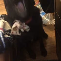 Emmy 1/1  RARE Teeth pic