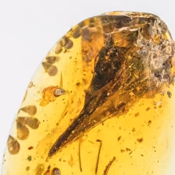 99 MILLION YEARS