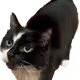 64990274745049731553840295491717017876555967035577425458275576792525446316033