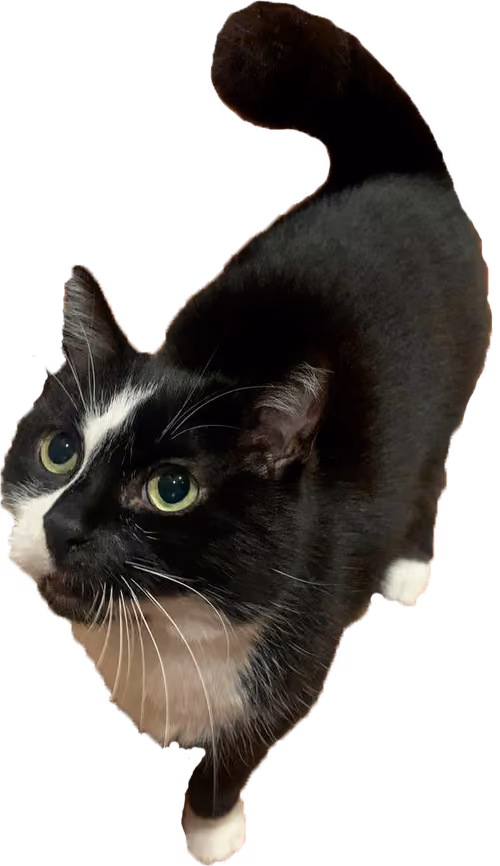 Item #64990274745049731553840295491717017876555967035577425458275576792525446316033 Media