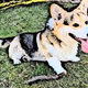 A Happy Corgi
