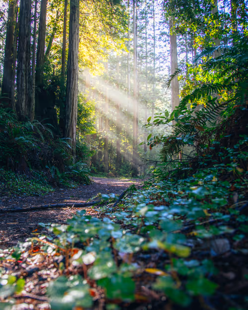 Item #99379921276153973634104125152908526548510783699959858376338453594195802193921 Media