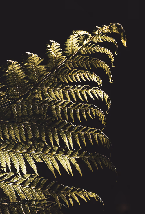 Item #61140817841535323188943582947873458398896939162862574355994582705143646519297 Media