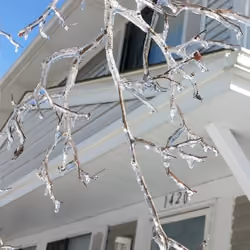 frozen berries on branches 