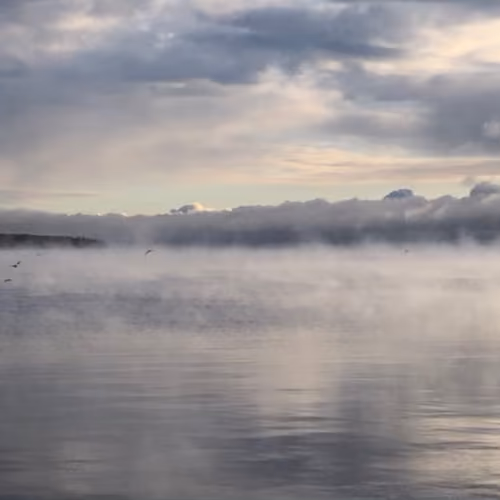 .fog on the bay