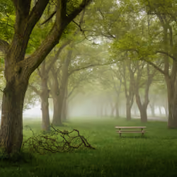 Fairy Forests #17 - Greens