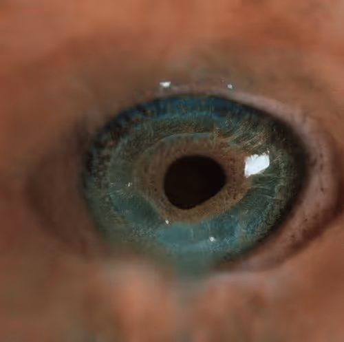 Item #73500473601639277492783536232978387069951164458626547516930003853136917168129 Media