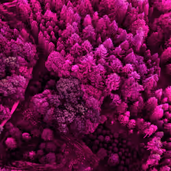 PINK Sonian Forest Treetops, part one. 7/9