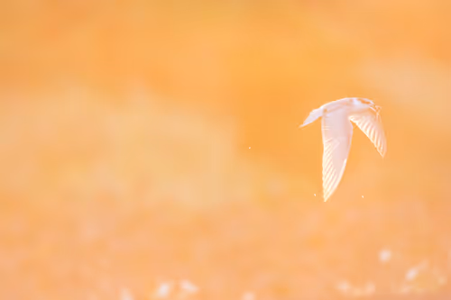 Item #15286439154353413258560728673590493507949724092509999987352070562709004877825 Media