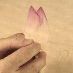 twelve lotus petals