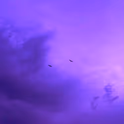 AOTS 19: Purple Haze