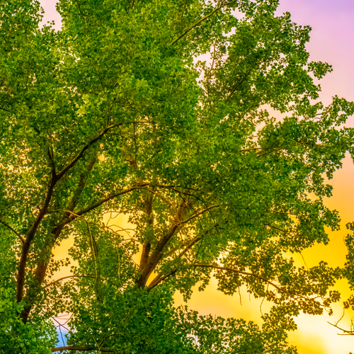 Item #35965218379738729691291467168286792303482134167127854404987491566894180204545 Media