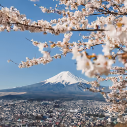 Dreams of Mt Fuji #14