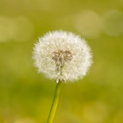 A Dandelion in the Sunshine