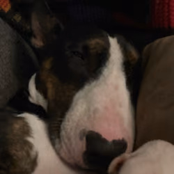 Odins face