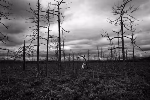 Item #81425468840217938130335513187731669853655760223415782332089084405257538109441 Media