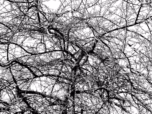 Item #13665938074563914331498291329920780757136253607588816979915017121081948372993 Media