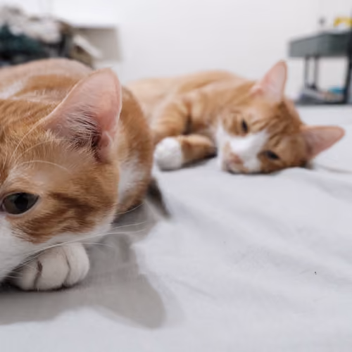 turbo and gigi