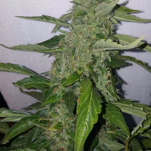 _el_crypto Collection