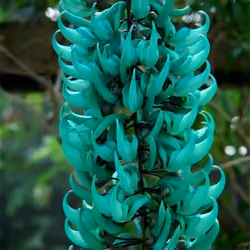 Jade Vine