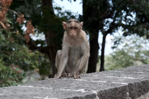 Item #55693129802033309133993648362875030552322956693763483075154188356785486692353 Media