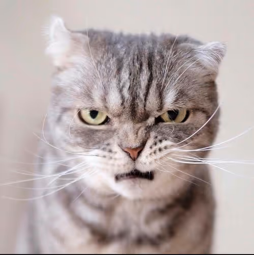 Item #506614017608188570824604822011872825915664813029036437365082835243828772865 Media