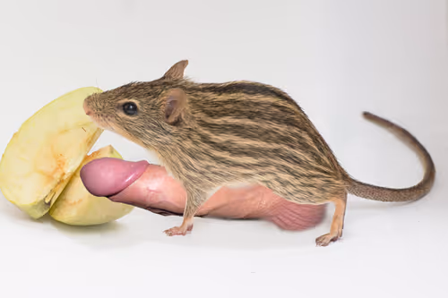 Item #3299935879030595428675909296009240746146780516174219765040948478536568537089 Media